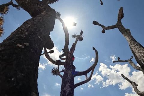 Video: Buschfeuer verbrennt Joshua Trees