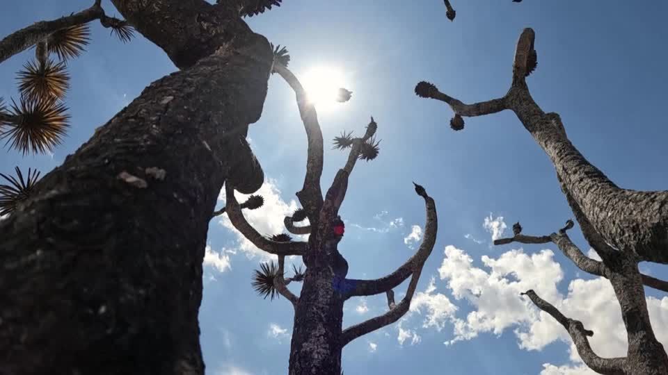 Video: Buschfeuer verbrennt Joshua Trees