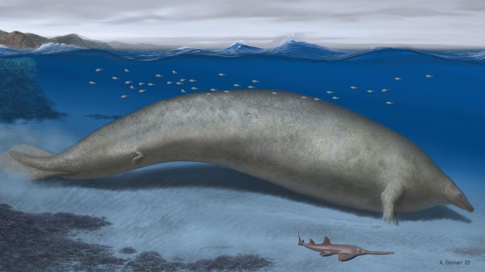 Kolossaler Urzeit-Wal: Forscher rekonstruieren das wohl schwerste Tier aller Zeiten: "Es lebte auf dem Meeresgrund"