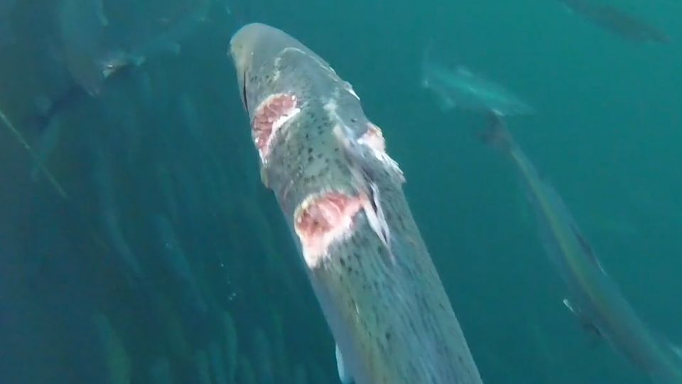 Horror-Lachse entdeckt  Horror-Lachse entdeckt