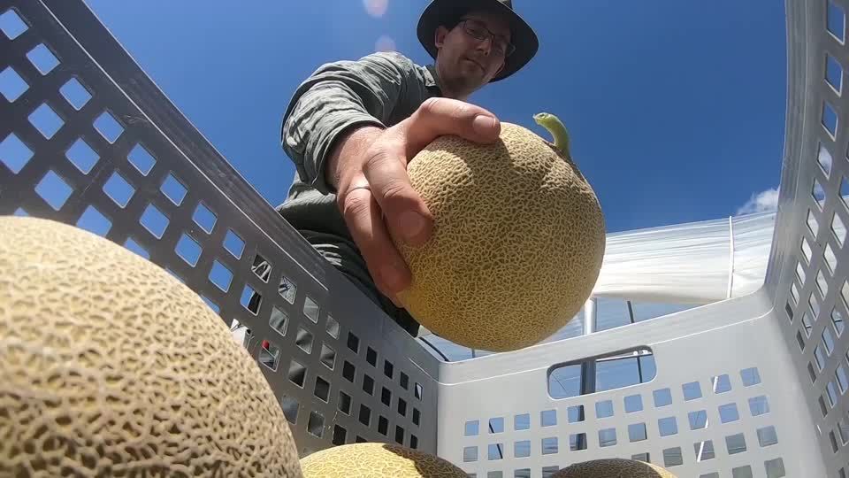 Video: Wärmeres Wetter machts möglich: Melonen in Süddeutschland Video: Wärmeres Wetter machts möglich: Melonen in Süddeutschland