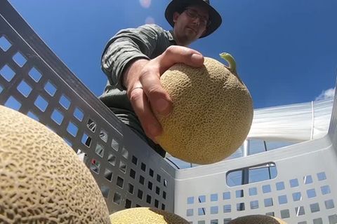 Video: Wärmeres Wetter machts möglich: Melonen in Süddeutschland