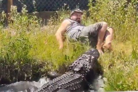 Bein oder Truthahn? Alligator Elvis hat Hunger: Pfleger entgeht knapp Attacke!
