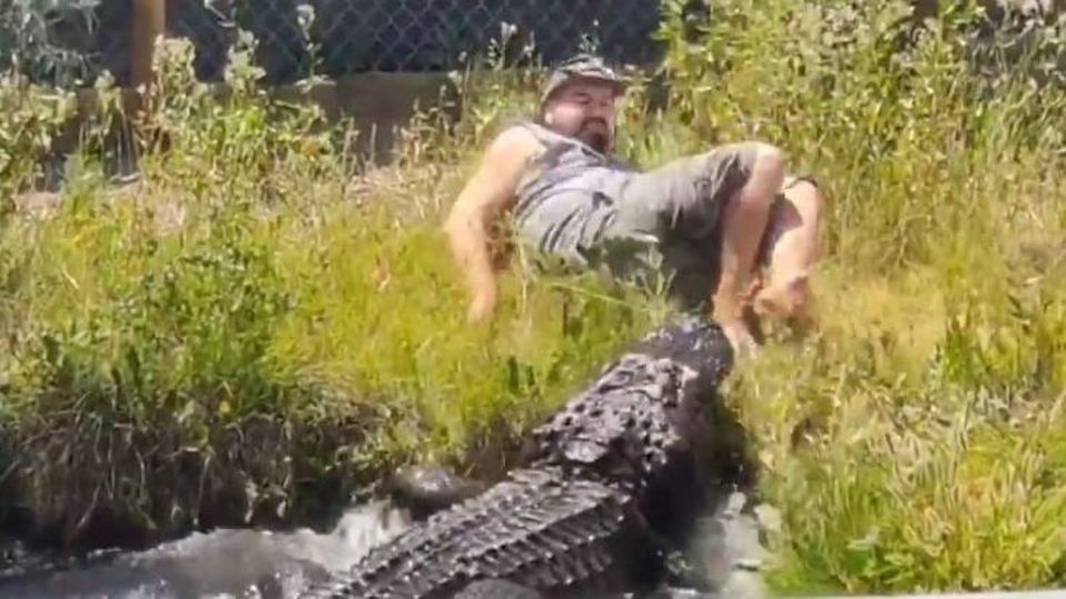 Bein oder Truthahn? Alligator Elvis hat Hunger: Pfleger entgeht knapp Attacke! Bein oder Truthahn? Alligator Elvis hat Hunger: Pfleger entgeht knapp Attacke!
