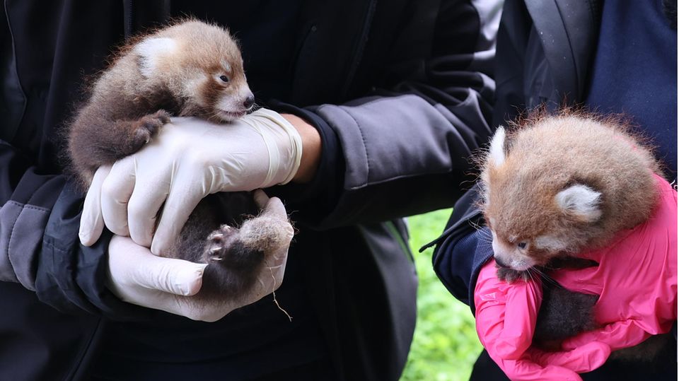Rote Pandas in Karlsruhe
