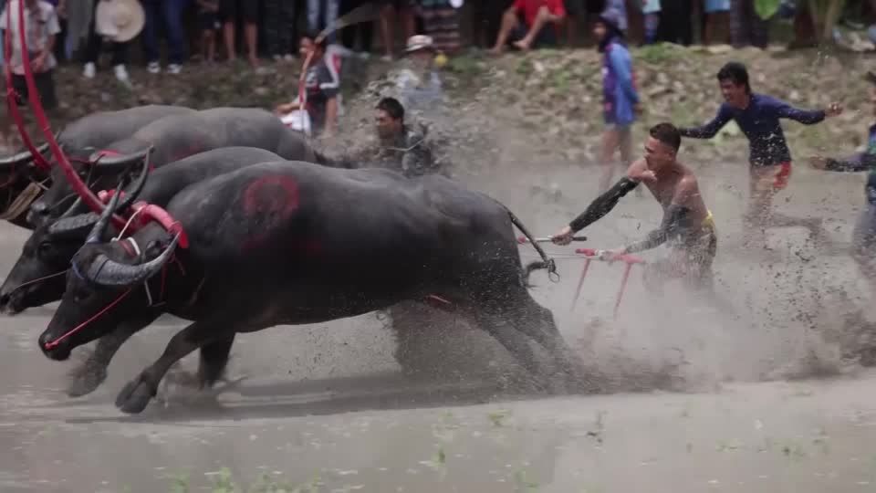 Video: Wo die Wasserbüffel rennen
