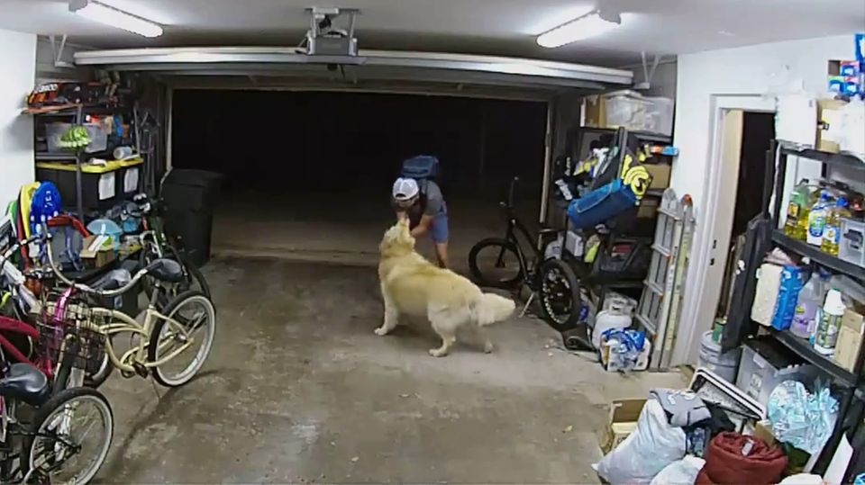 Wachhund? Von wegen! Golden Retriever kuschelt mit Dieb Wachhund? Von wegen! Golden Retriever kuschelt mit Dieb