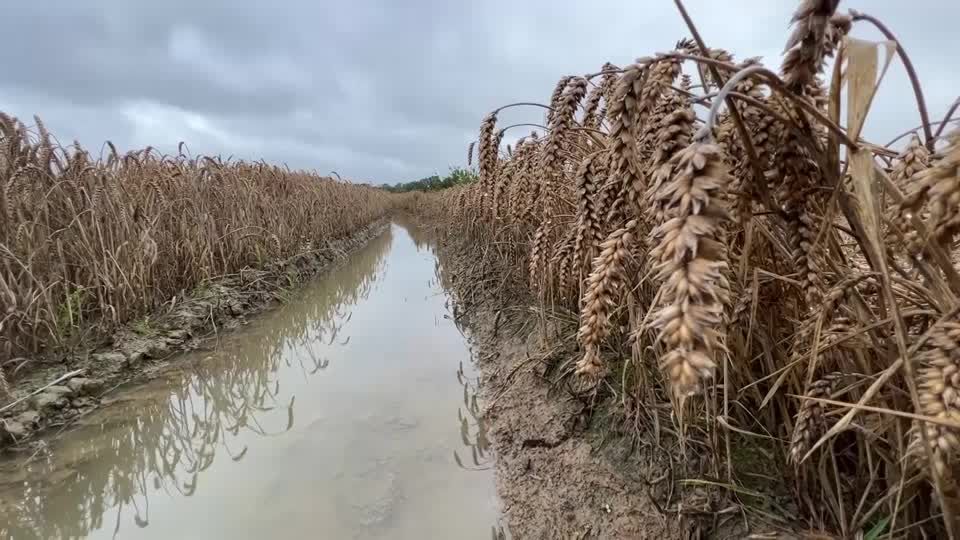 Video: Ernte droht ins Wasser zu fallen Video: Ernte droht ins Wasser zu fallen