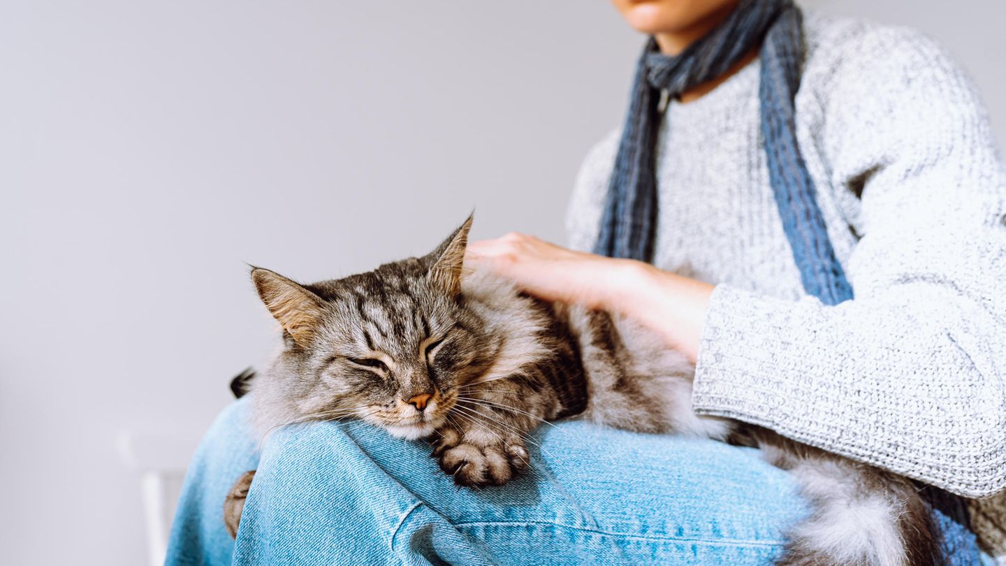 Katze auf dem Schoß