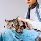 Katze auf dem Schoß