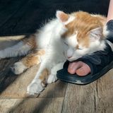 Katze liegt auf verletztem Fuß