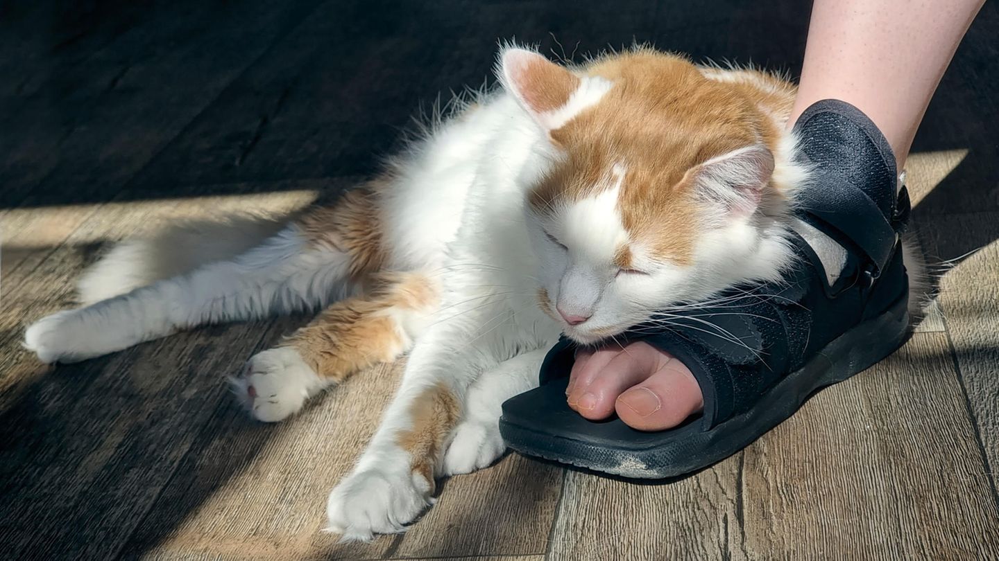 Katze liegt auf verletztem Fuß