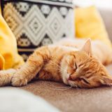 Katze liegt auf dem Sofa