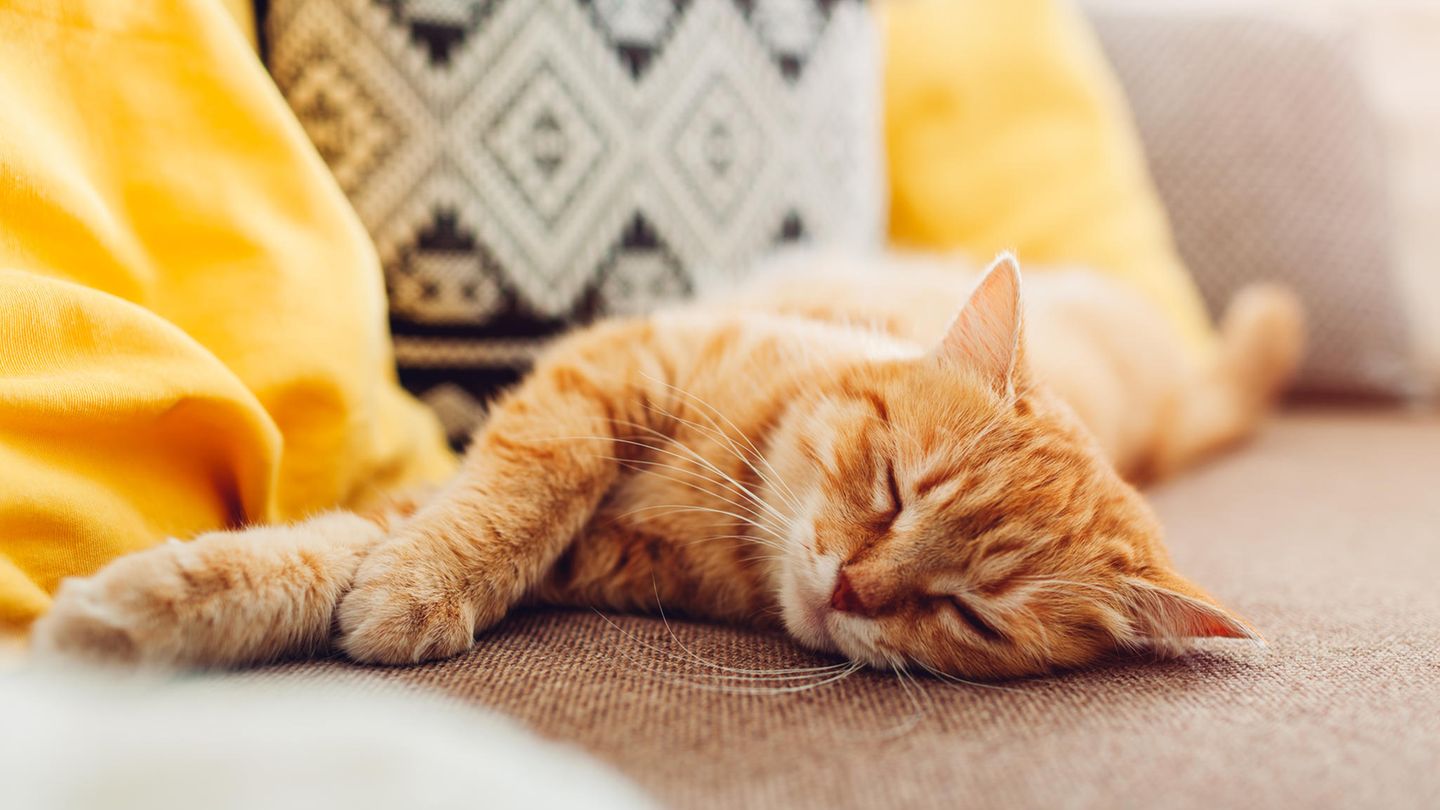 Katze liegt auf dem Sofa