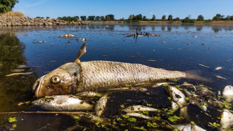 Ein verendeter Döbel und andere tote Fische schwimmen im August 2022 in der Oder bei Brieskow-Finkenheerd