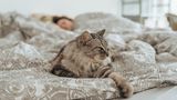 Katze im Bett