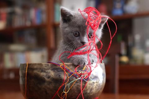 Zum Weltkatzentag: Süße Katzenvideos.