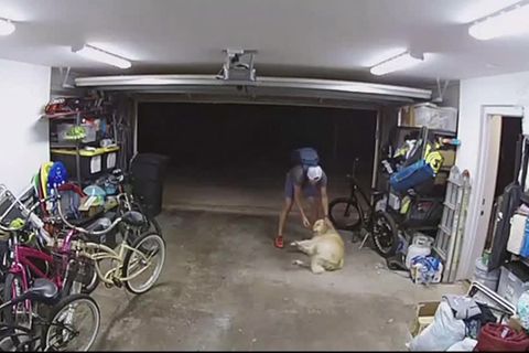 Überwachungsvideo: Schwanzwedeln statt Bellen: Dieb trifft auf miesesten Wachhund ever