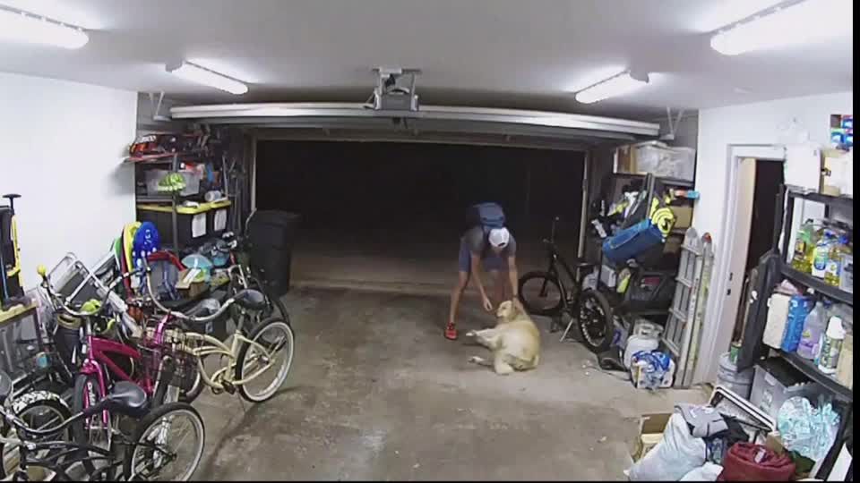 Überwachungsvideo: Schwanzwedeln statt Bellen: Dieb trifft auf miesesten Wachhund ever