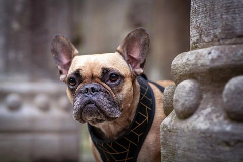 Hund am Flughafen in Pittsburgh ausgesetzt