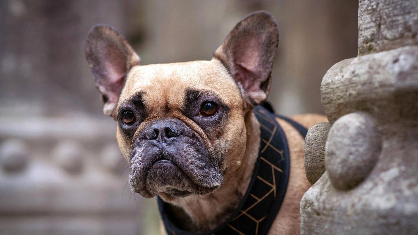 Hund am Flughafen in Pittsburgh ausgesetzt
