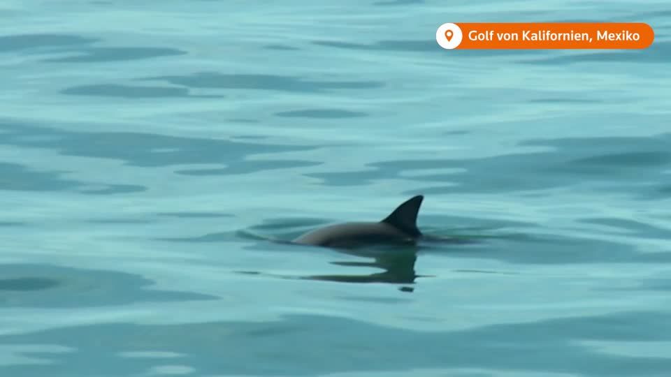 Video: Kalifornische Schweinswale fast verschwunden