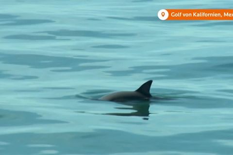 Video: Kalifornische Schweinswale fast verschwunden