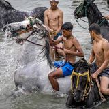 ... ebenso wie ihre jungen Pfleger