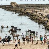 Badepause: Im Atlantik werden die Pferde gesäubert und können sich erfrischen ...