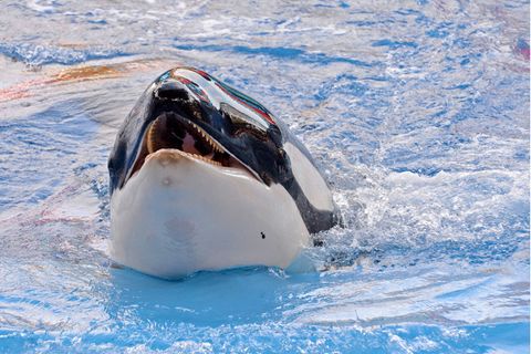 Orca Lolita