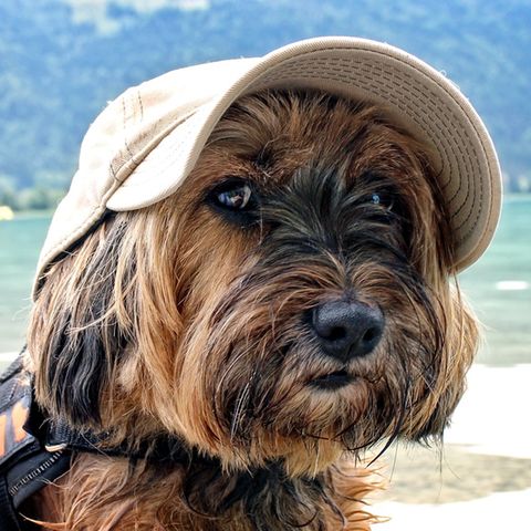 Urlaub mit Hund: Drei Tipps für die Reise mit dem "besten Freund des Menschen"