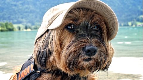 Urlaub mit Hund: Drei Tipps für die Reise mit dem "besten Freund des Menschen"
