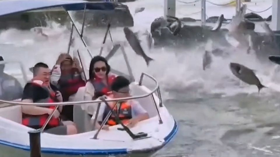 Rätselhaftes Verhalten: Dutzende Karpfen springen plötzlich aus See. Rätselhaftes Verhalten: Dutzende Karpfen springen plötzlich aus See.