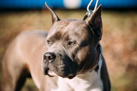 American Staffordshire Terrier