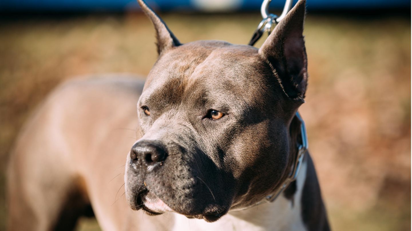 American Staffordshire Terrier