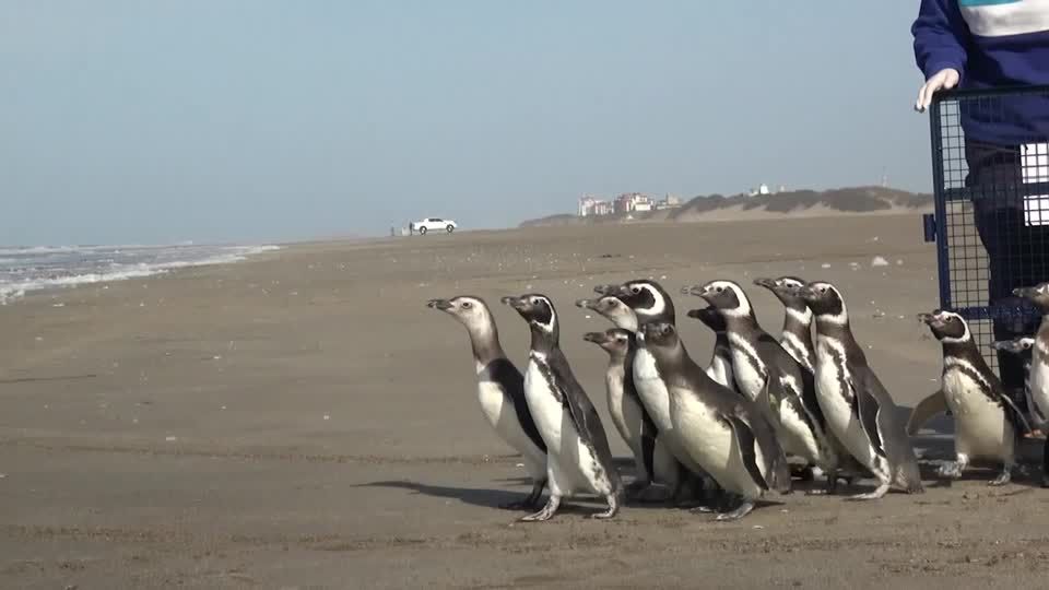 Video: Argentinien: 15 Pinguine wieder in Freiheit