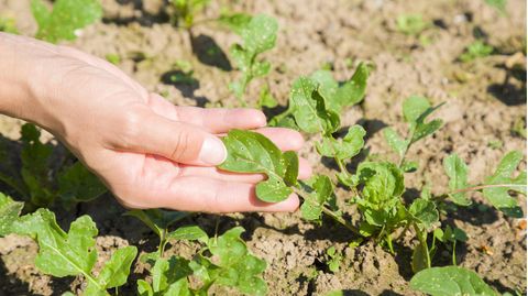 Junge erwachsene Frau zeigt beschädigte Rucola-Blätter nach Schädlings-Angriff