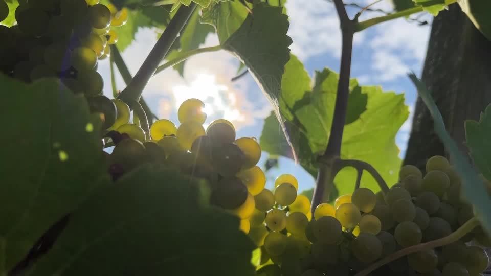 Video: Startschuss für den "Federweißen"