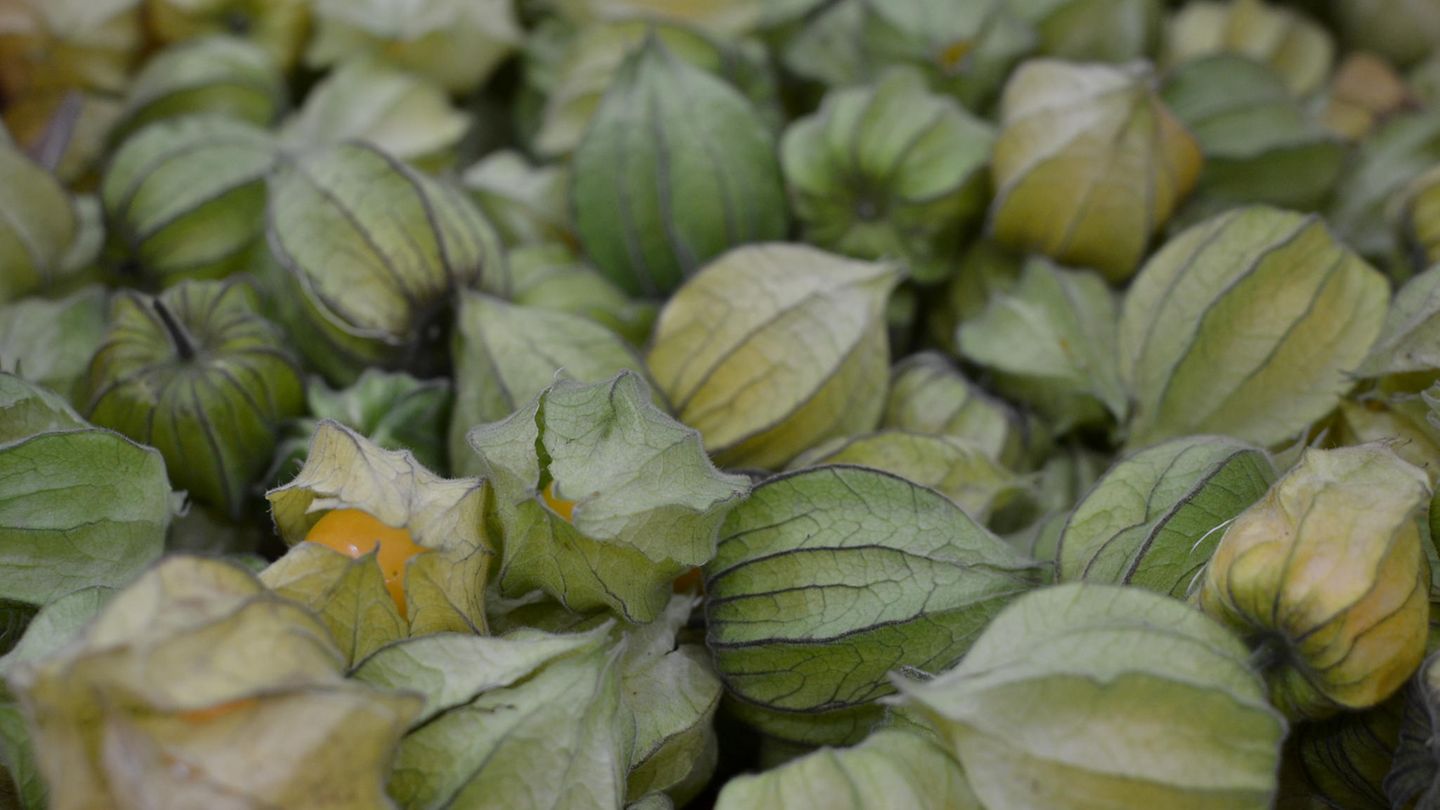Superfood: Lecker, gesund, leicht zu konsumieren – die Trendfrucht Physalis Lecker, gesund, leicht zu konsumieren – die Trendfrucht Physalis