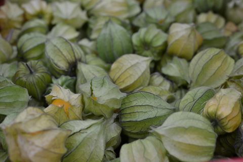 Lecker, gesund, leicht zu konsumieren – die Trendfrucht Physalis