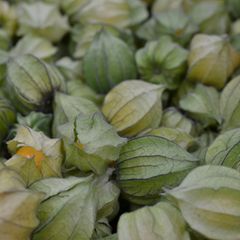 Lecker, gesund, leicht zu konsumieren – die Trendfrucht Physalis