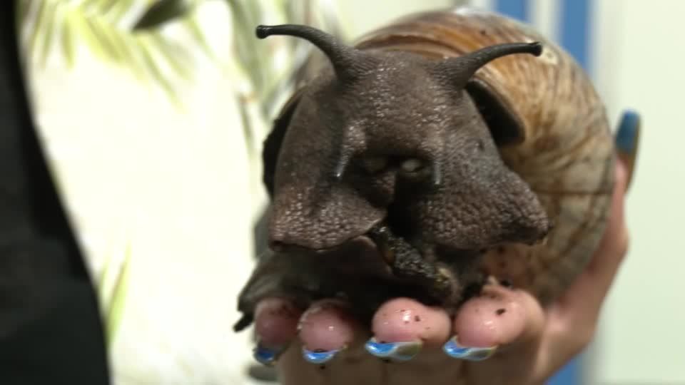 Video: Auf der Schleimspur zum Social-Media-Star