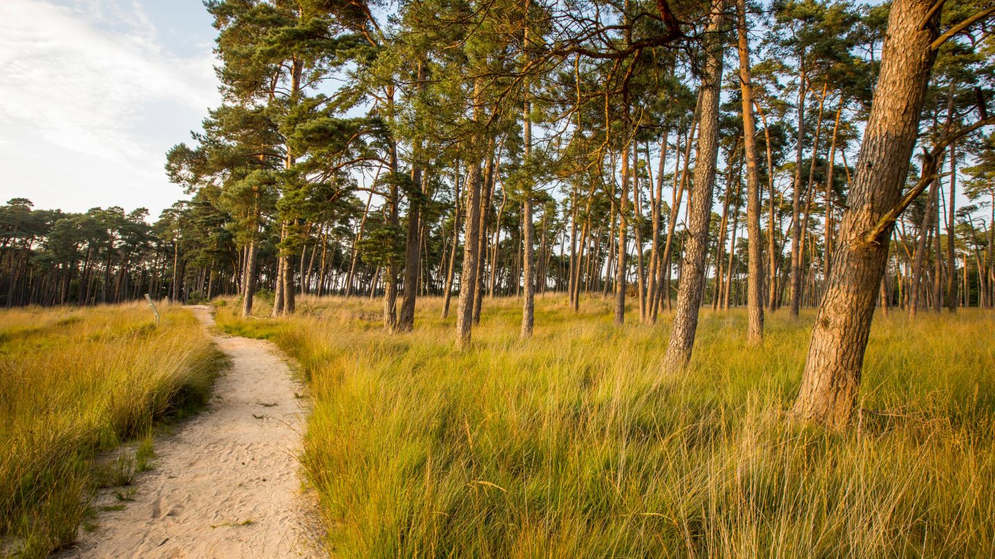 Dierfordter Wald Dierfordter Wald