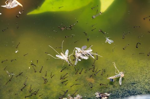 Mückenlarven im Wasser in der Nahaufnahme