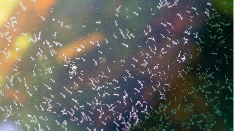 Mückenlarven im Wasser in der Nahaufnahme