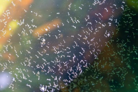 Mückenlarven im Wasser in der Nahaufnahme
