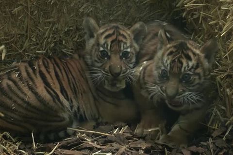 Video: Endlich Nachwuchs - Frankfurter Zoo zeigt Sumatra-Tigerjunge
