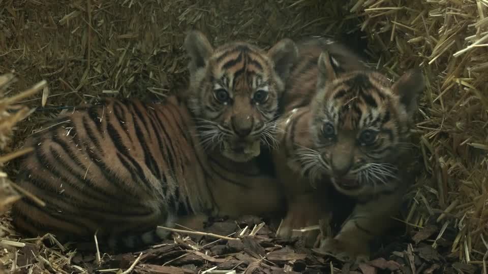 Video: Endlich Nachwuchs - Frankfurter Zoo zeigt Sumatra-Tigerjunge
