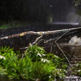 Spuren des Unwetters in Thüringen: In Heldburg versperrt ein abgebrochener Ast die Straße, aus einem Abflussschlacht sprudelt das Wasser. Zeitweise konnte die Kanalisation die Wassermassen nicht mehr aufnehmen.