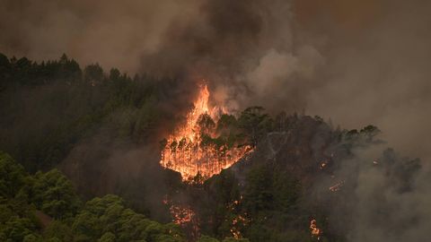 Waldbrand auf Teneriffa
